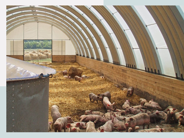 Строительство свинарников в Дальнереченске